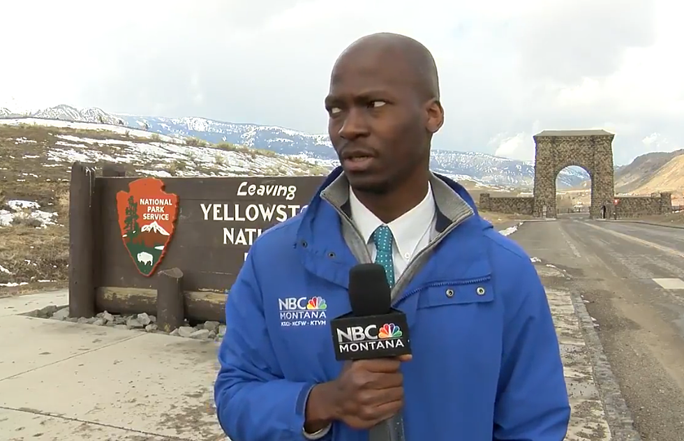 WATCH: Reporter Intelligently Avoids Bison Encounter At Yellowstone