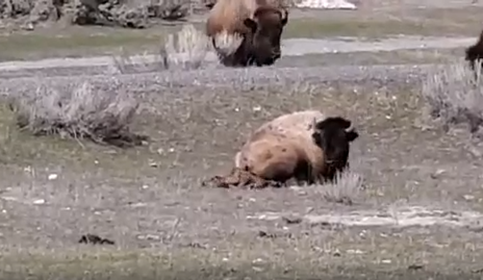 WATCH: Baby Bison Born On Easter at Yellowstone National Park