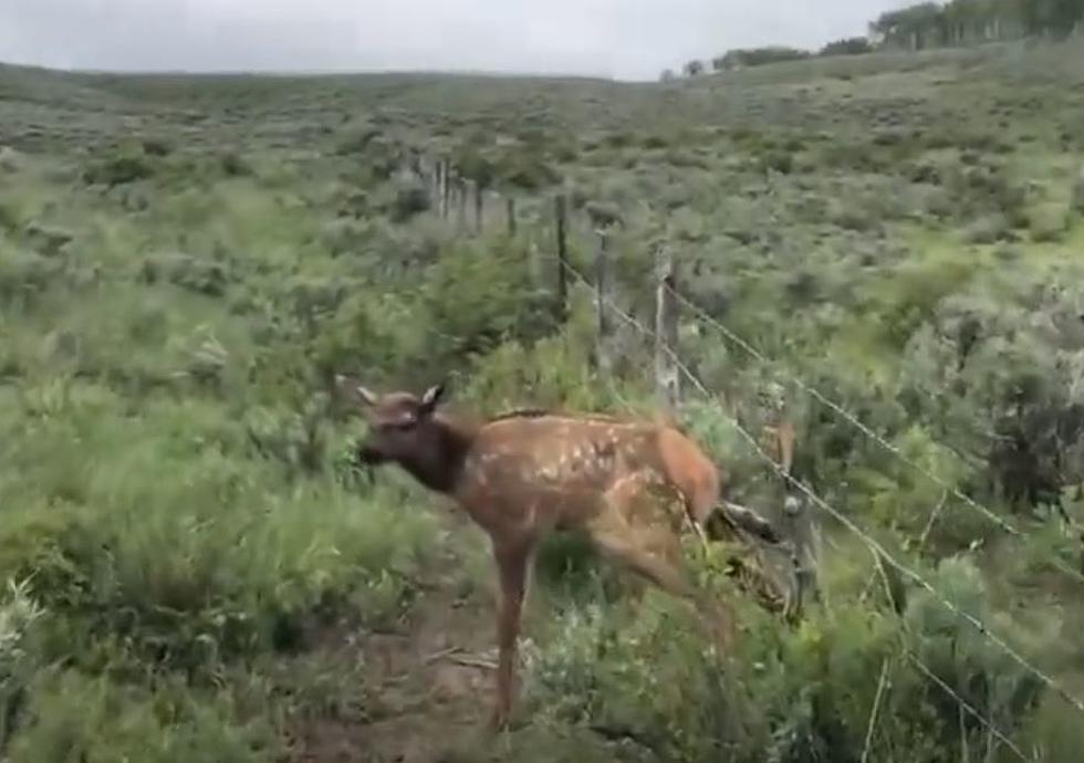 WATCH: Stuck Elk Calf Freed From Fence In Colorado