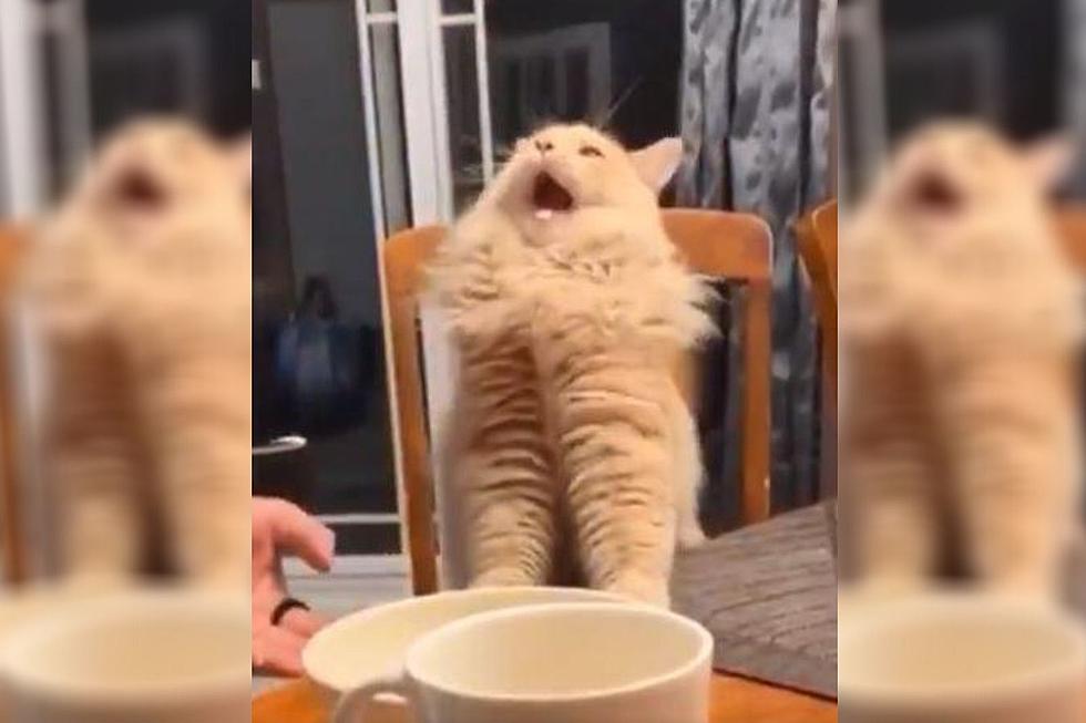 Check Out This Hilarious Video of a Cat Eating Ice Cream For The First Time