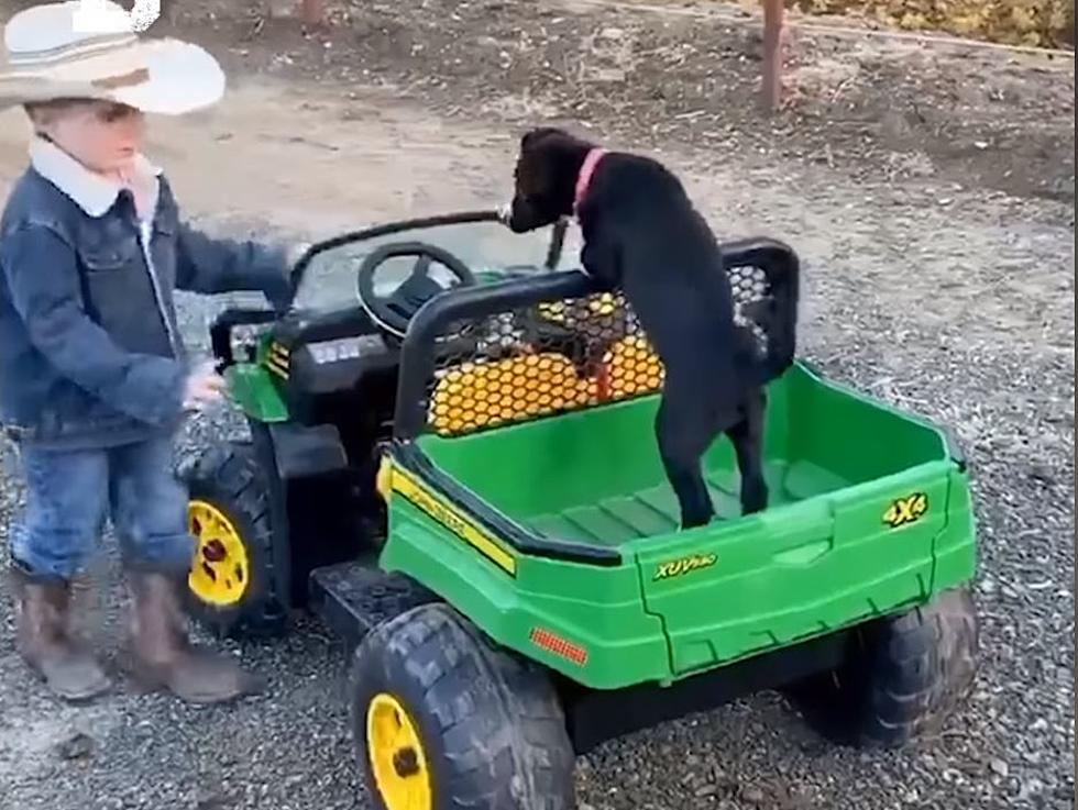 Young Cowboy Takes His Puppy To Feed Calf In His John Deere Truck