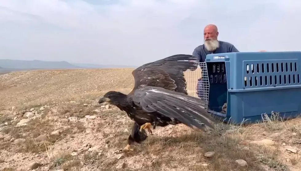 Check Out This Beautiful Bald Eagle Being Released Into The Wild