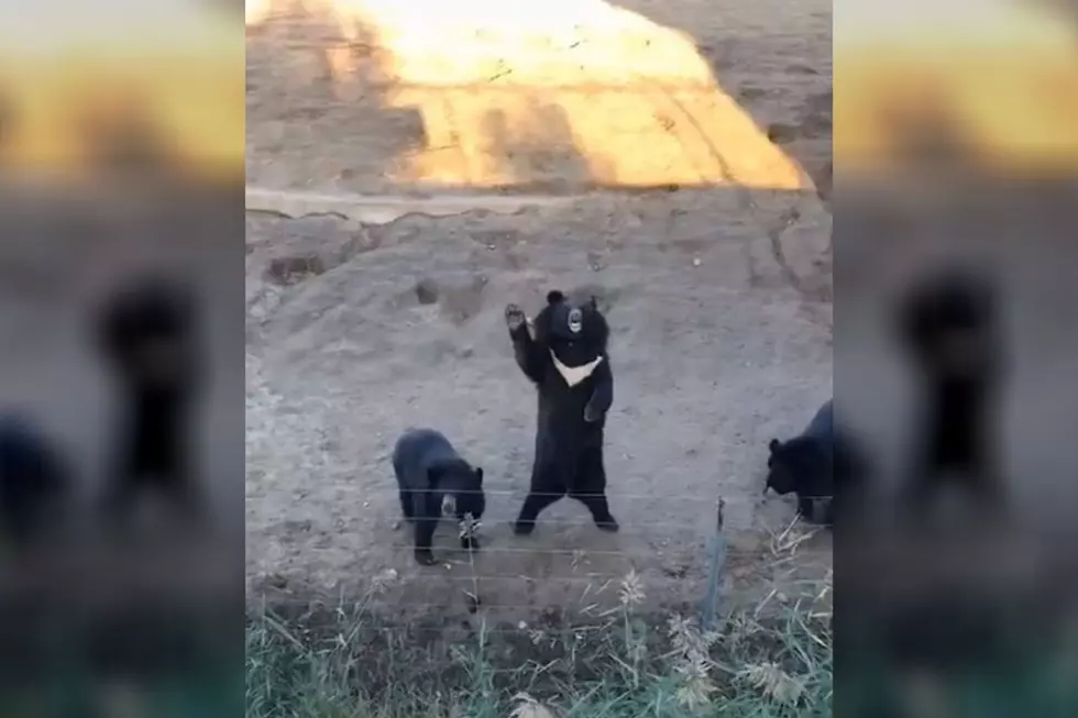 WATCH: Friendly Bears Wave At Onlookers Like They’re Human