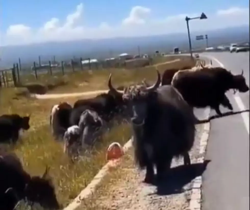 Watch A Musk Ox Keeping His Herd Off The Road