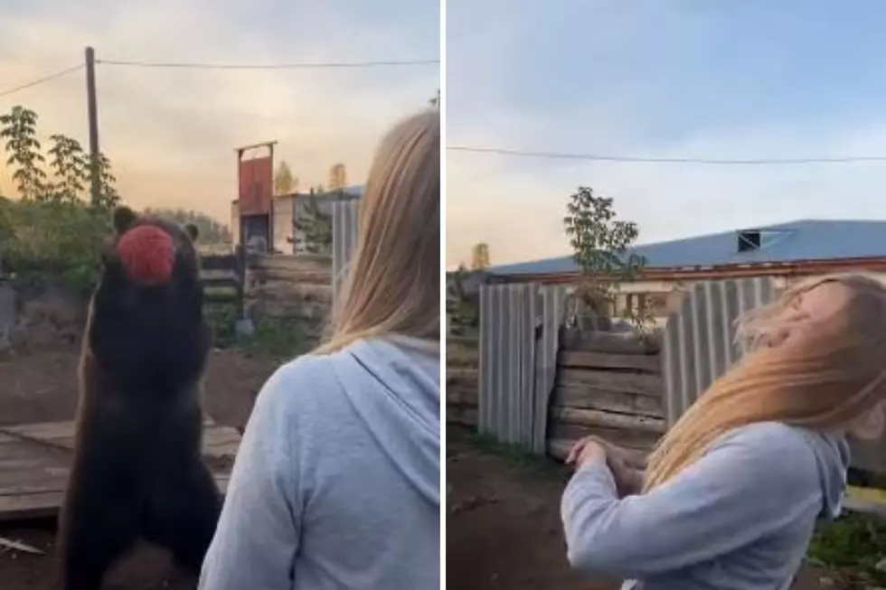 This Bear Is Better At Basketball Than Her Human Friend