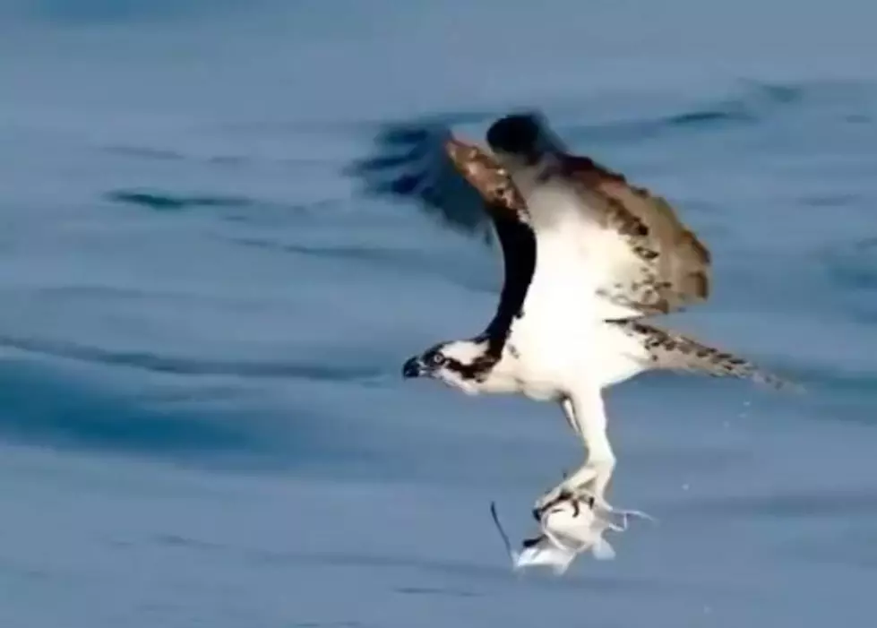 Check Out This Eagle Divebomb Underwater To Catch A Fish