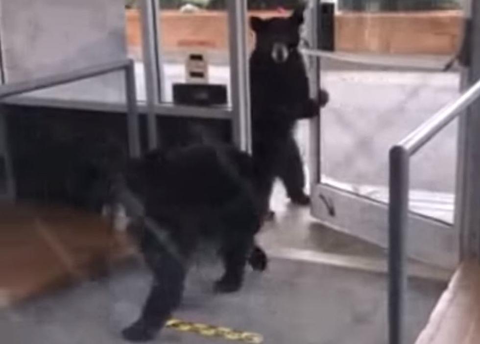 Check Out These Young Black Bears Casually Invading a Nursing Home