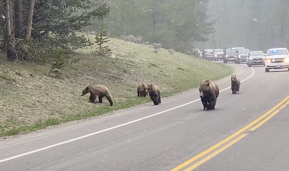Grizzly 399 and Her Cubs Spotted Again in the Grand Tetons