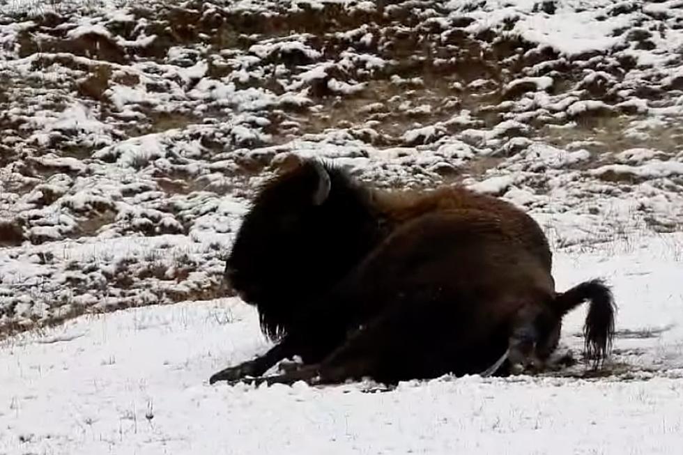 Watch This Yellowstone Bison Give Birth in the Wild