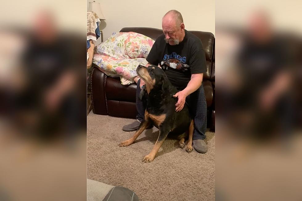 WATCH: This Colorado Dog Gets Treated Better Than Most Humans