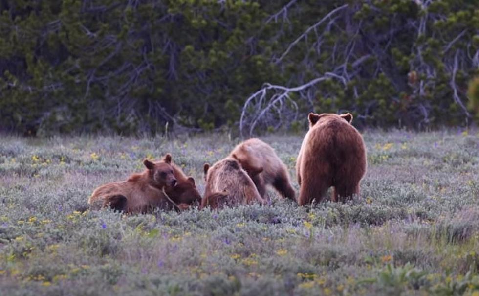 Grizzly 399 Watches Cubs Eat After Gruesome Elk Calf Kill