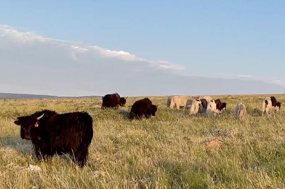 Jeffree Star's Casper-Based 'Star Yak Ranch' Shares New Video