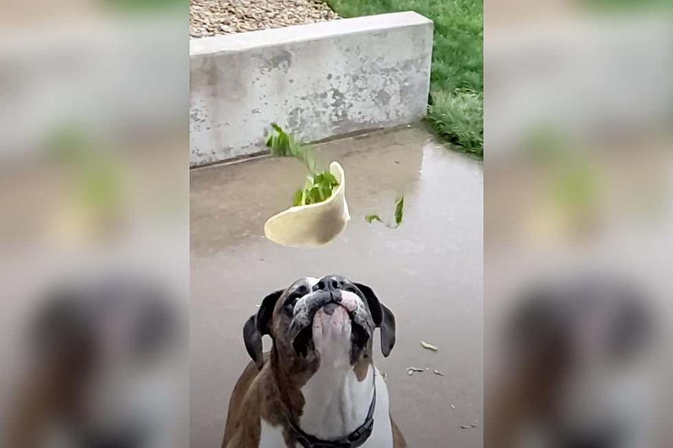 Watch as Taco Catch Goes Horribly Wrong for This Colorado Pooch