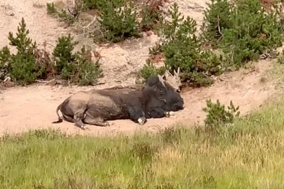 Hilarious TikTok Video of Bison in Yellowstone is Going Viral for the Weirdest Reason