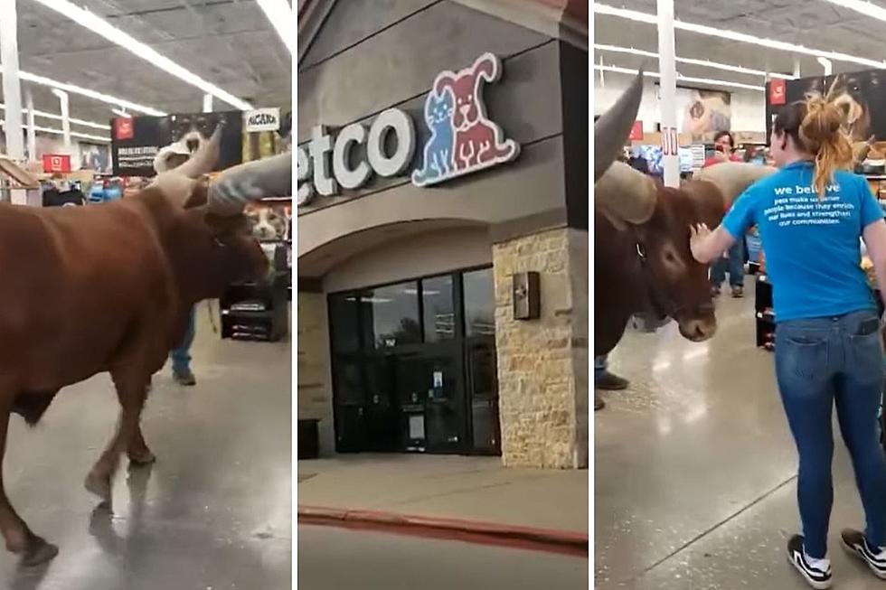 Cowboy Walks Huge 1600-Pound Steer Into Petco