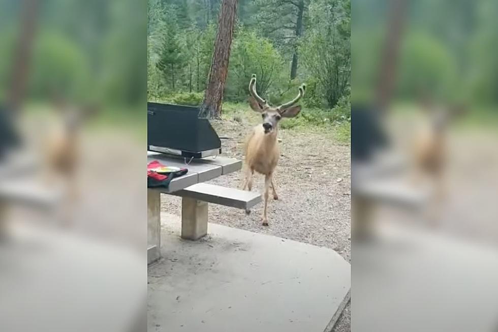Check Out This Montana Deer Steal a Hot Dog from Campers