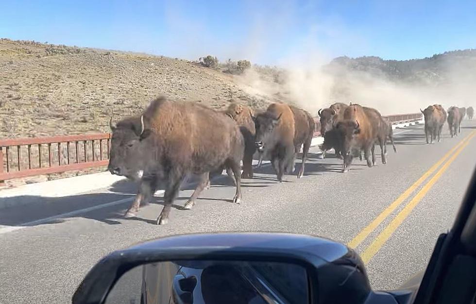 WATCH: Massive Bison Herd Stampede Across Bridge in Yellowstone