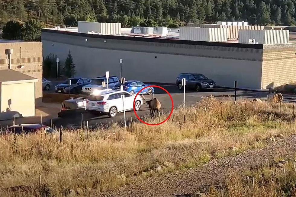 WATCH: Elk Attacks Car Invading His Space in Estes Park, Colorado