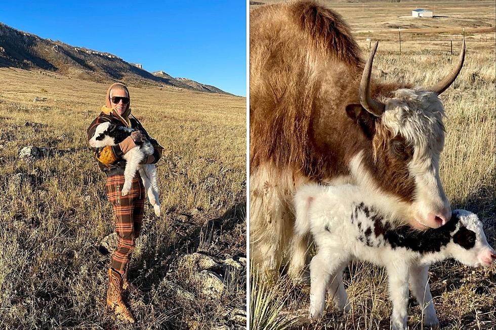Jeffree Star Shares Pics of New Baby Yak at Casper Ranch