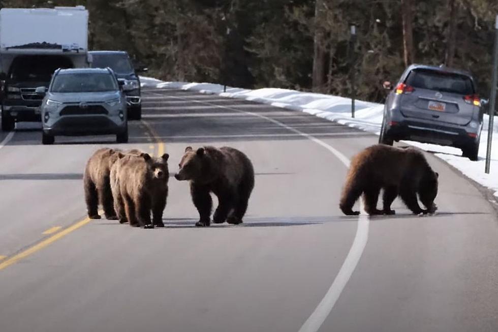 First Sighting of Grizzly 399 and Her Cubs After Hibernation 2022
