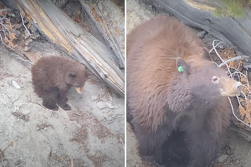 WATCH: Bears Emerge From Den in Yellowstone National Park