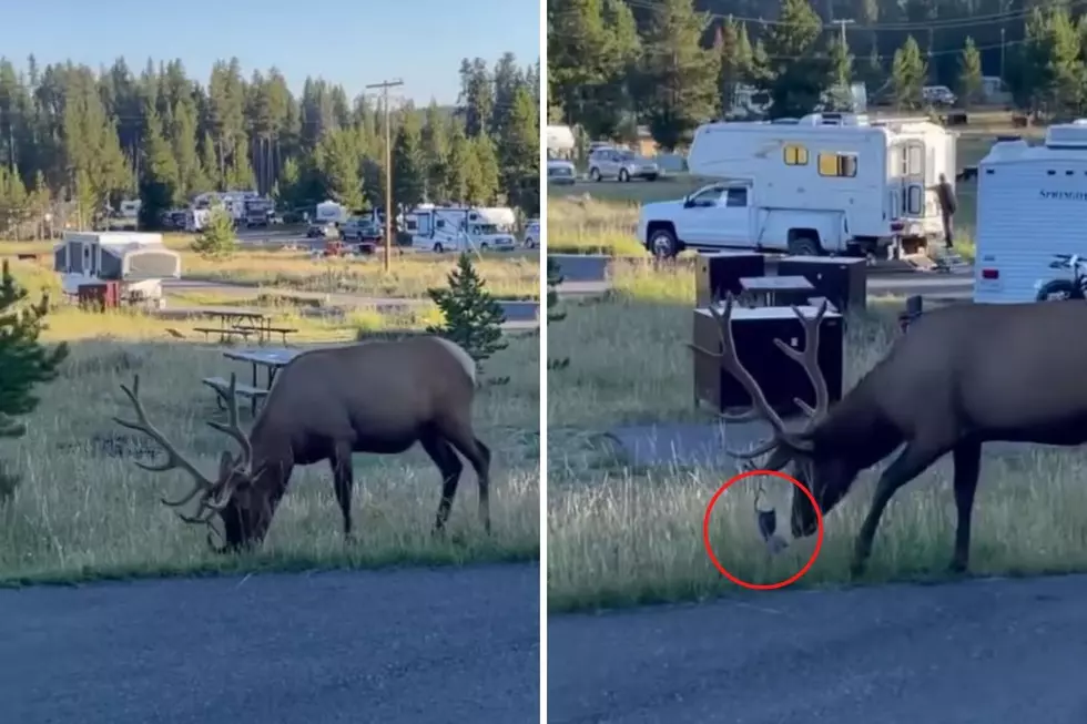 WATCH: Yellowstone Elk Spotted With a Bra Attached to His Antlers