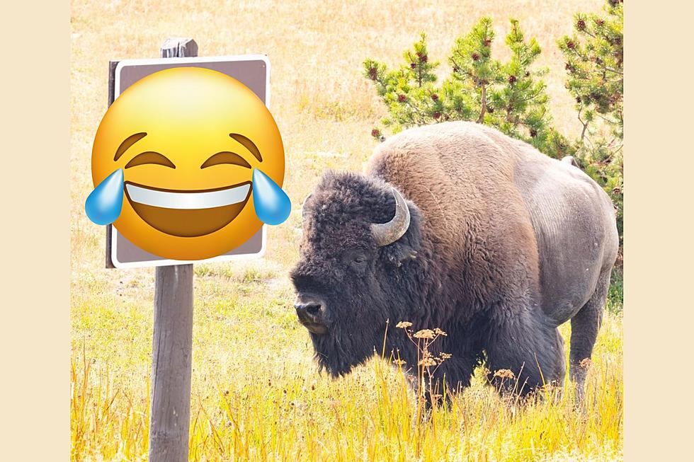National Park Service Shares Hilarious Yellowstone Bison Warning