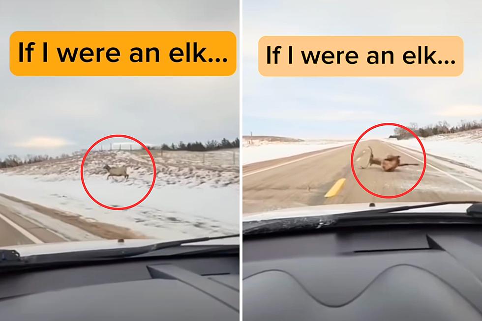 Watch as Massive Elk Takes a Hilarious Tumble on Highway