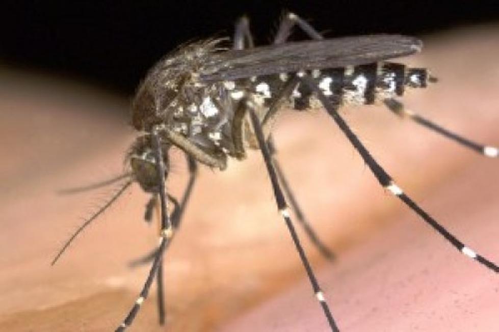 Calcasieu Parish Experiencing Mosquito Outbreak