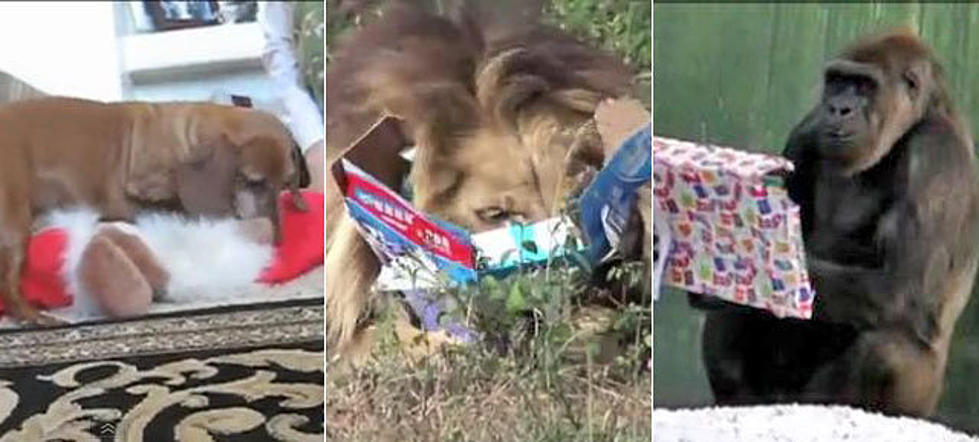 8 Videos of Cute Animals Opening Presents