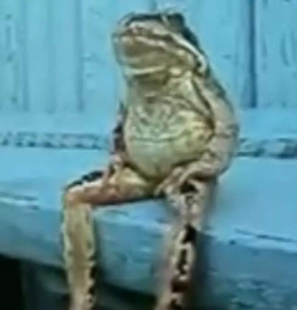 Frog Acting Human. Just Funny! [VIDEO]