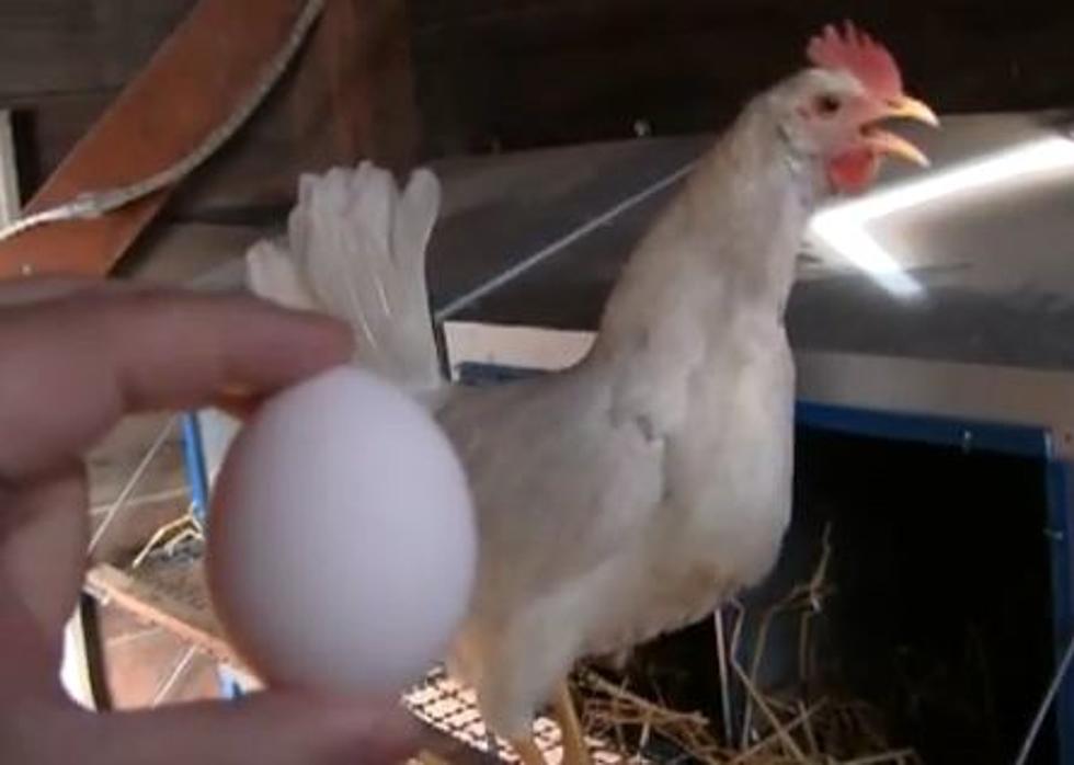 Eggs, Milk, Butter … Where Do They Come From? You’ll Be Surprised Who Doesn’t Know [VIDEO]