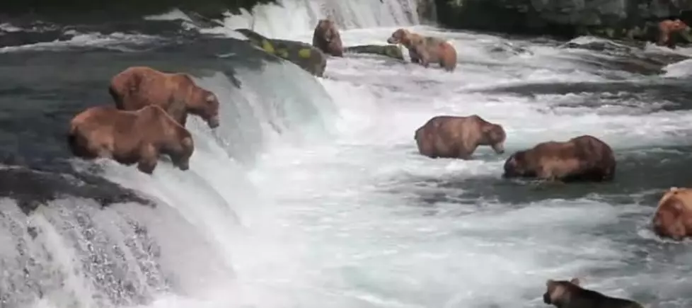 Watch Alaskan Bears Fish Live on Cam! [VIDEO]