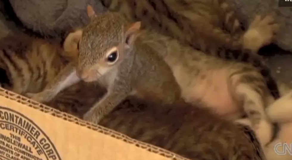 This Baby Squirrel Was Adopted by a Cat – Now Purrs[VIDEO]