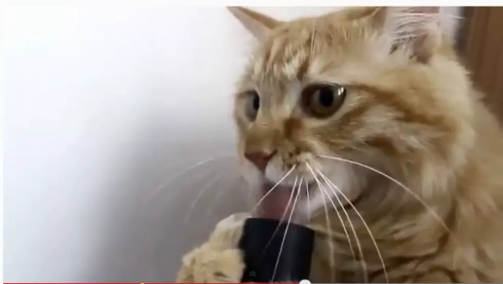 The Vacuum Cleaner Sucks, The Cat Doesn&#8217;t[VIDEO]