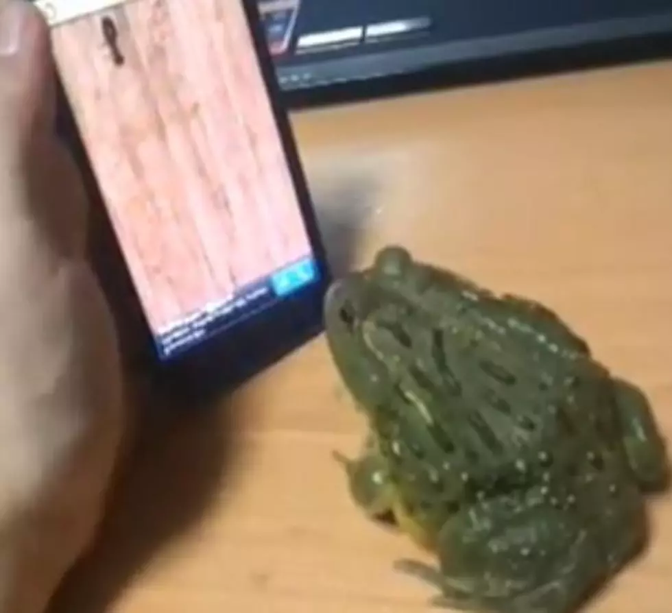 How To Piss Off A Frog — Frog Attacks Phone [VIDEO]