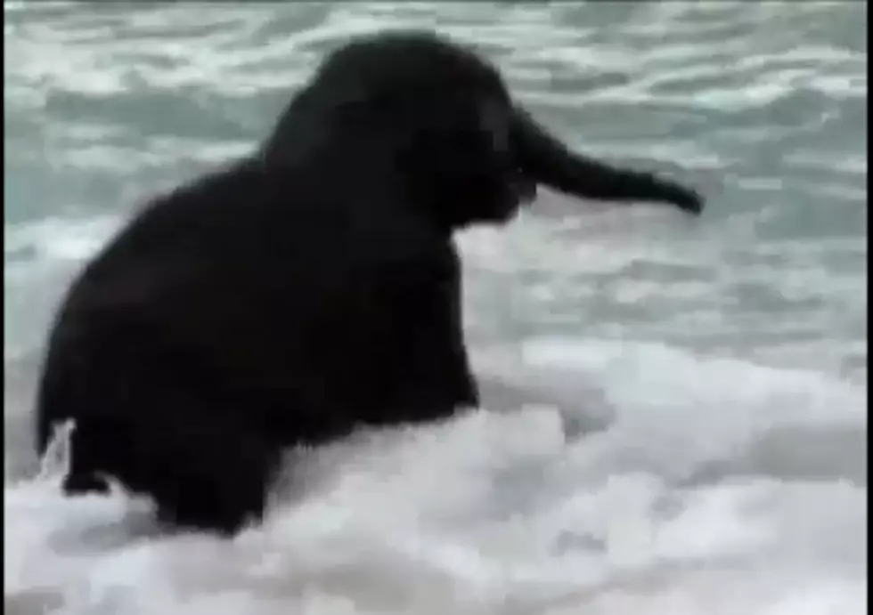 Watch Baby Elephant Play on the Beach for The First Time [VIDEO]