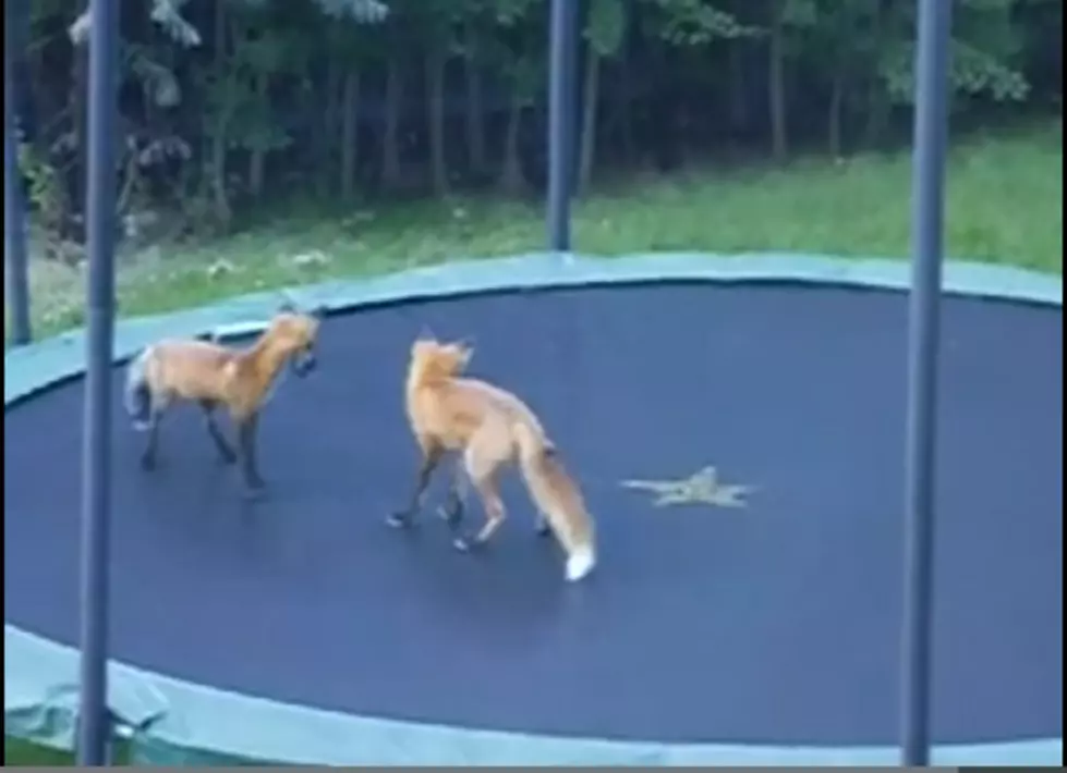 Two Wild Foxes Jump on a Trampoline [VIDEO]