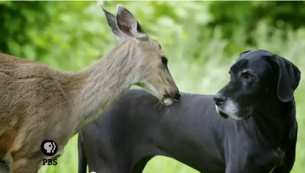 Amazing Animal Friendship – The Animal Odd Couple [VIDEO]