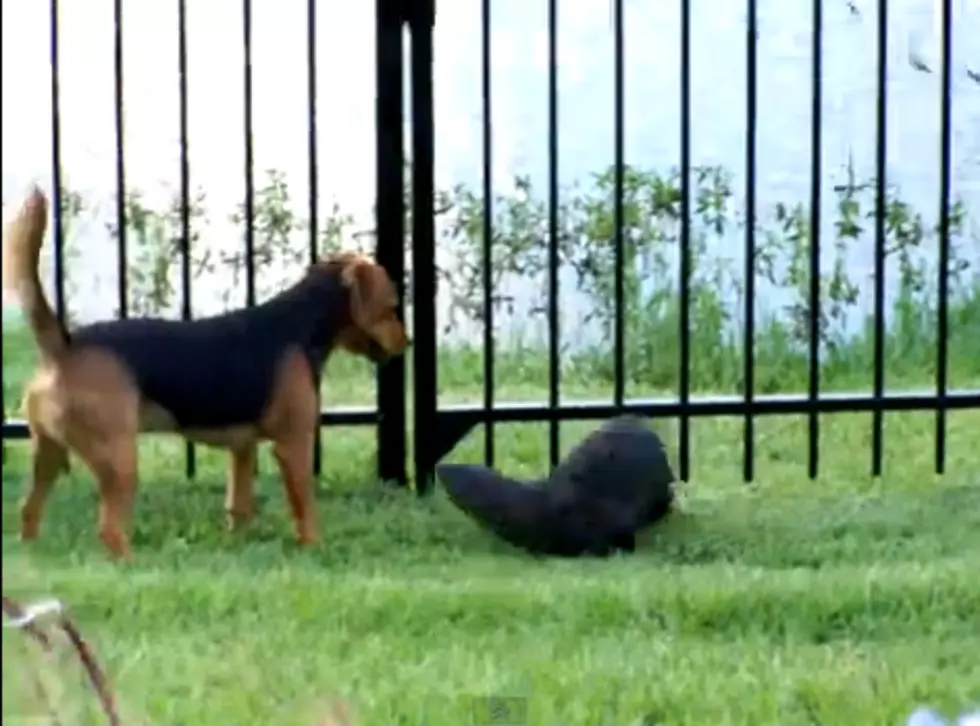 Rio The Dog Plays with His Friend – A Wild River Otter [VIDEO]
