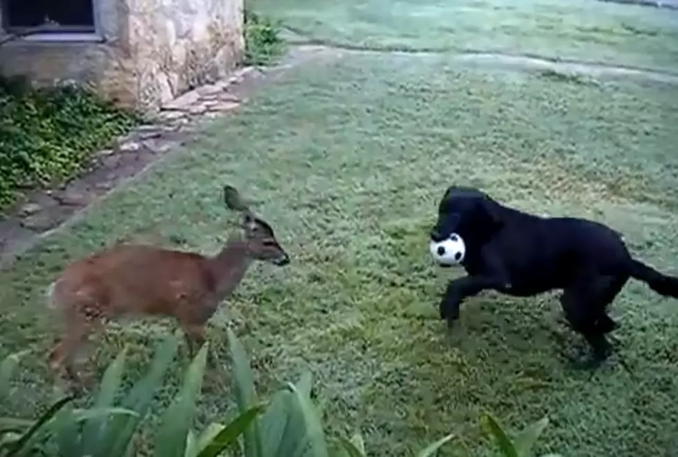 Watch Dog vs Deer [VIDEO]