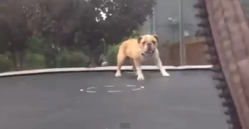 This Dog Knows What To Do on This Trampoline [VIDEO]