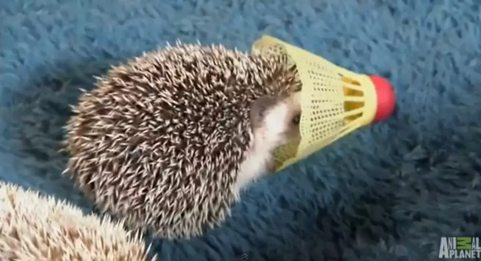 Hedgehogs Learn Tubing from Mamma [VIDEO]