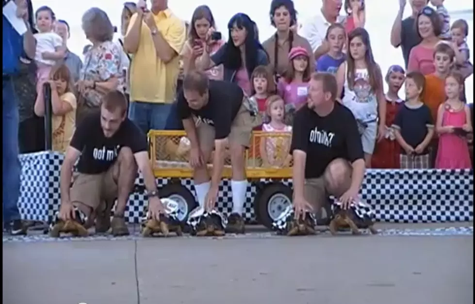 A Must to See – The Greatest Spectacle in Tortoise Racing [VIDEO]