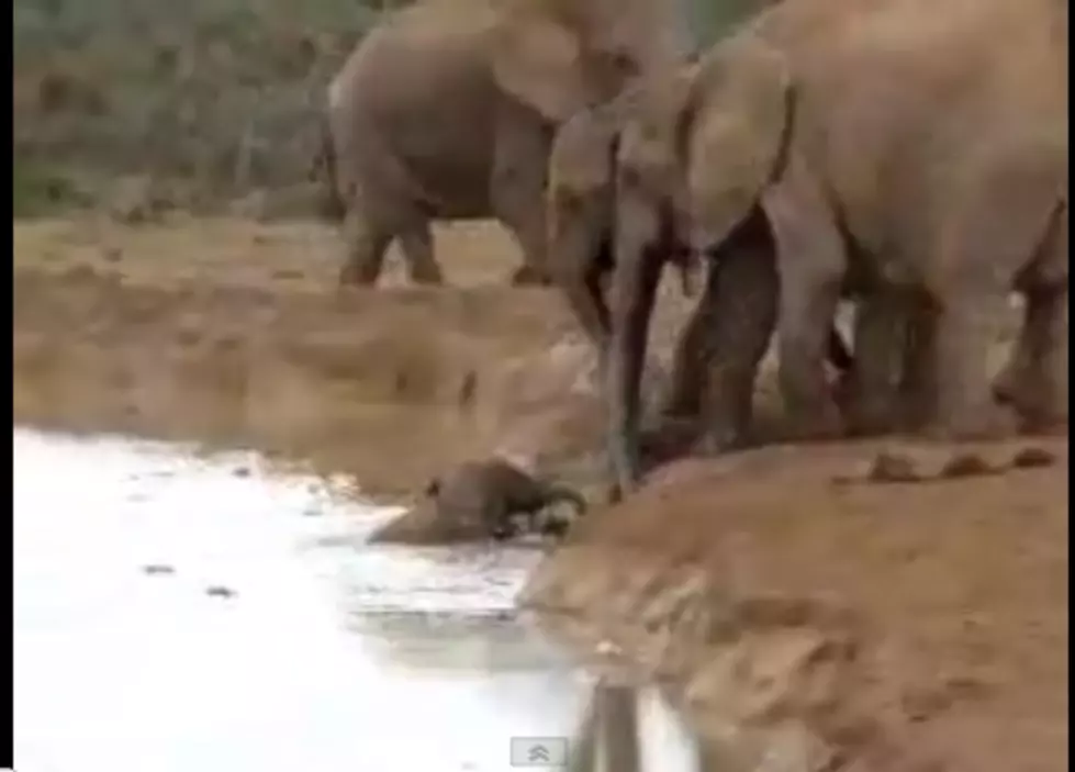 Watch These Female Elephants Rescue a Drowning Baby [VIDEO]