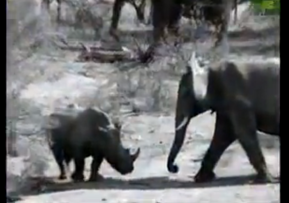 Watch This Face Off Between an Elephant and Rhino [VIDEO]