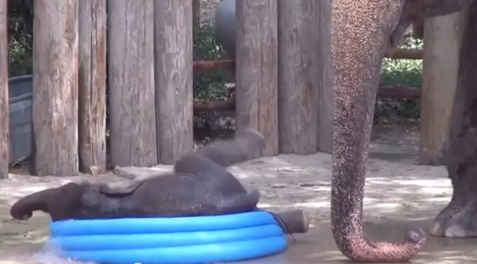 Ft. Worth Zoo’s Baby Elephant Plays in Baby Pool [VIDEO]