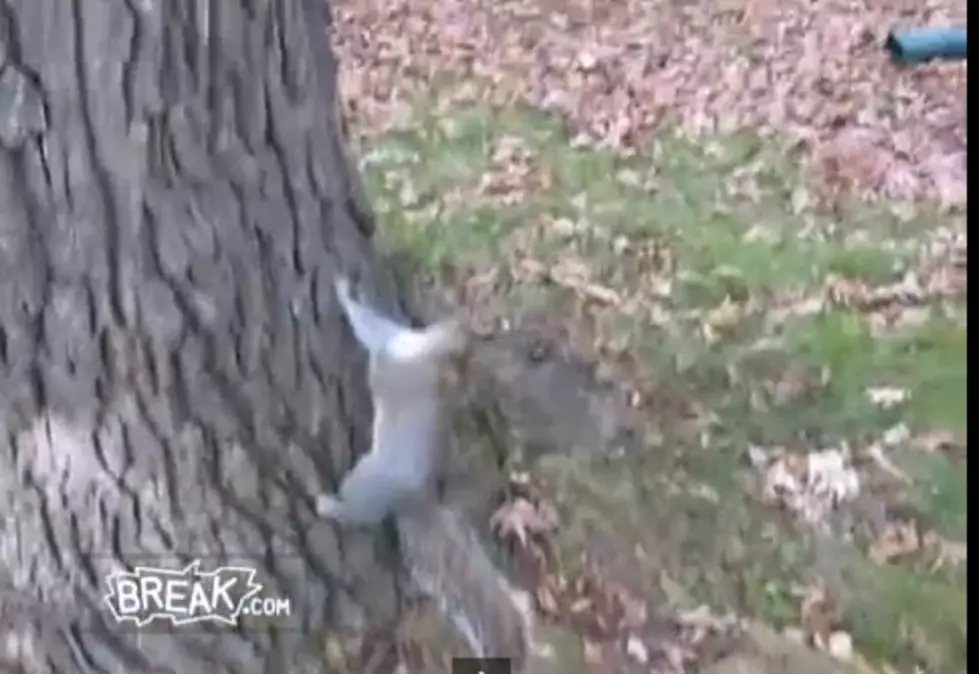 Drunk Squirrel Tries to Climb Tree [VIDEO]