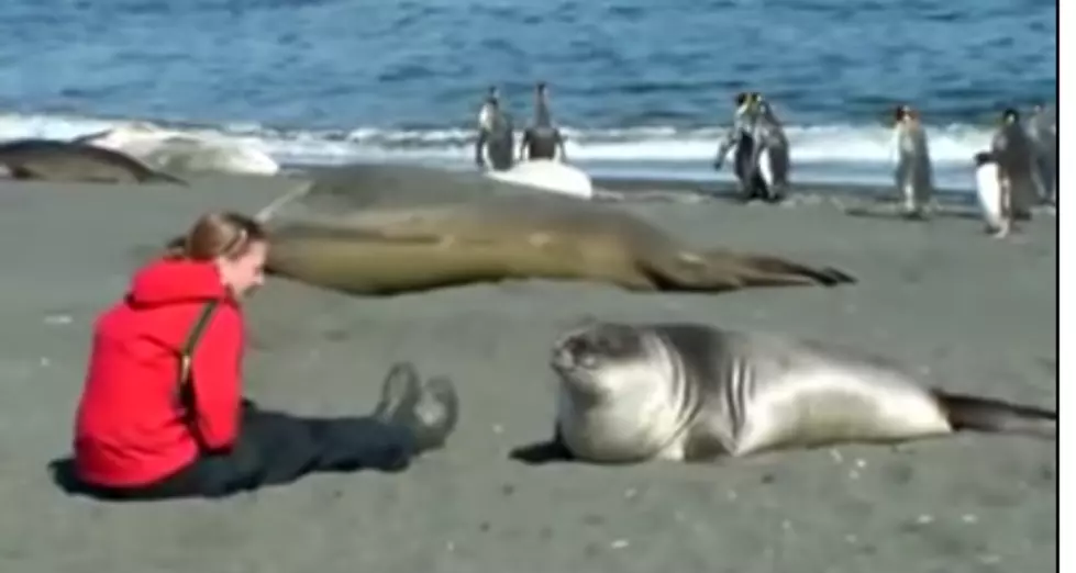 Seal Makes Friends With Woman On Georgia Beach [VIDEO]