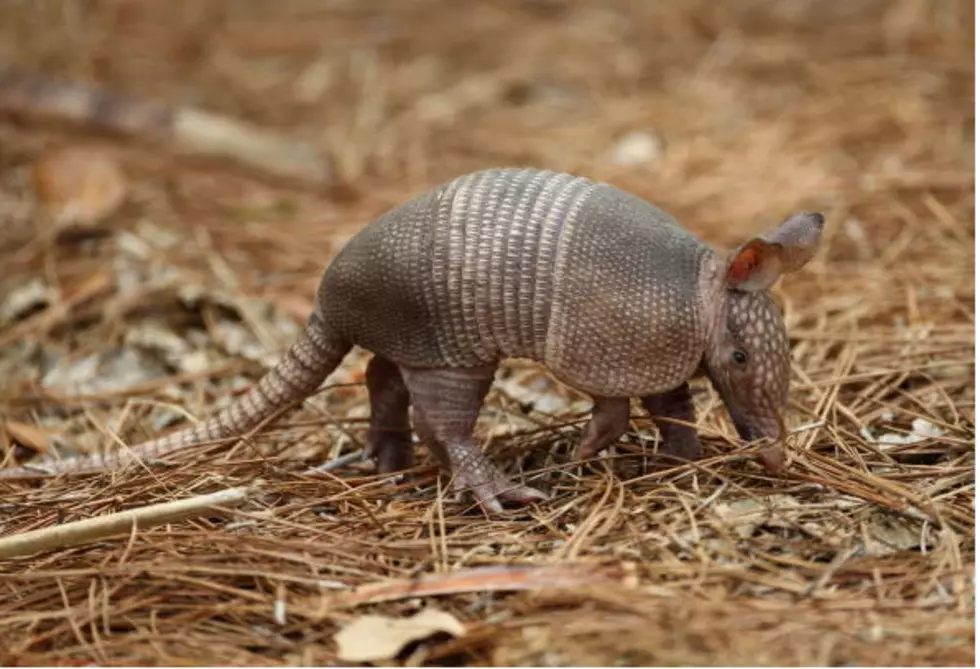 True Facts About The Armadillo [VIDEO]